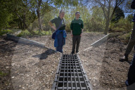 Adder girl! Tunnels aim to encourage British snakes to mix and breed