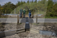 Adder girl! Tunnels aim to encourage British snakes to mix and breed