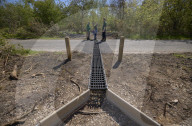 Adder girl! Tunnels aim to encourage British snakes to mix and breed