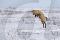 FEATURE - Ein Fuchs springt in den Schnee, um sein Mittagessen zu fangen