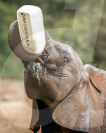 FEATURE - Ein Elefantenbaby füttert sich selber mit der Flasche