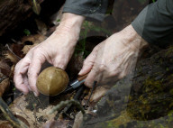 Missouri Mycological Society hunt wild mushrooms