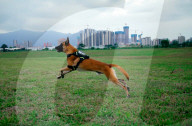 Invisible leash gives dogs a virtual boundary