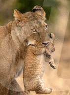 FEATURE - Ein kleines Löwenjunges schaut direkt in die Kamera, während es von seiner Mutter getragen wird