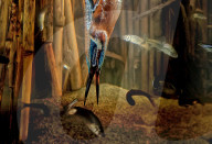 FEATURE - Ein Eisvogel erzeugt Blasen, wenn er nach Fischen taucht