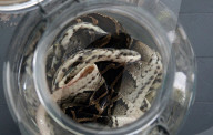 Florida woman makes fashion out of dead Pythons