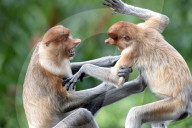 FEATURE - Ein frecher Affe zerrt an der Nase eines anderen und beginnt einen Kampf