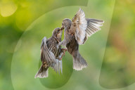 FEATURE - Zwei junge Vögel kämpfen spektakulär in der Luft um Futter
