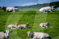 Cattle in Hoek Van Holland, Netherlands - 23 May 2024