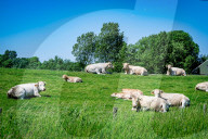 Cattle in Hoek Van Holland, Netherlands - 23 May 2024