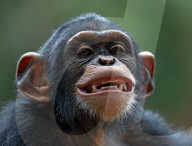 FEATURE -  Ein Schimpanse schneidet lustige Grimassen