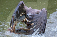 FEATURE - Ein Adler stürzt heran und rupft gekonnt einen Fisch aus