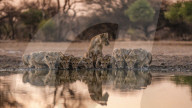 FEATURE - Ein Löwe steht Wache, während die Geschwister seines Rudels aus einer Wasserstelle trinken