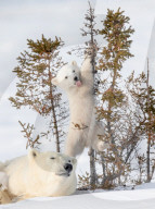 FEATURE - Ein freches Eisbärenjunges benutzt seine Mutter als Trittbrett