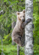 FEATURE - Bär klettert gekonnt auf einen Baum