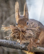 FEATURE - Ein Eichhörnchen sieht aus, als hätte es einen Schnauzbart 