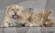 FEATURE - Eine geduldige Löwin erträgt die Eskapaden ihrer drei Jungtiere