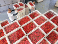 Cherries Supply in Yantai