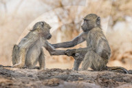 FEATURE - Zwei Primaten umarmen sich 