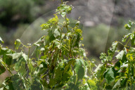 The vineyards of Peneds affected by the storm