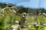 The vineyards of Peneds affected by the storm