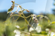 The vineyards of Peneds affected by the storm
