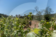 The vineyards of Peneds affected by the storm