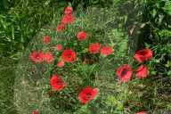 Red Poppies, Amsterdam, Netherlands - 05 Jun 2024