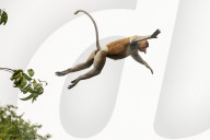 FEATURE - Affen springen auf der Suche nach Nahrung durch die Luft