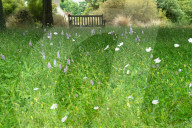 The Savill Garden, Englefield Green, Egham, Surrey, UK - 07 Jun 2024