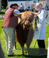 South of England Show 2024 at Ardingly, West Sussex, UK.
