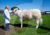 South of England Show 2024 at Ardingly, West Sussex, UK.