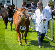 South of England Show 2024 at Ardingly, West Sussex, UK.