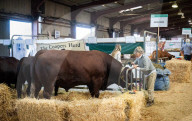 South of England Show 2024 at Ardingly, West Sussex, UK.