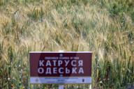 Wheat and barley grow in Odesa region, Dachne, Ukraine - 07 Jun 2024