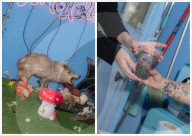 Inside the female-led world of ethical taxidermy