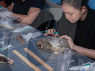Inside the female-led world of ethical taxidermy