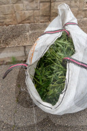 Sant Quinti de Mediona Dismantling of a marijuana plantation