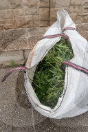 Sant Quinti de Mediona Dismantling of a marijuana plantation