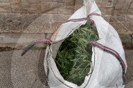 Sant Quinti de Mediona Dismantling of a marijuana plantation