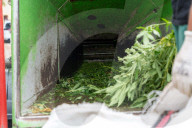 Sant Quinti de Mediona Dismantling of a marijuana plantation