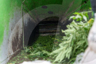 Sant Quinti de Mediona Dismantling of a marijuana plantation