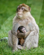 FEATURE - Neugeborene Affen klammern sich an ihre Mütter