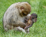 FEATURE - SN_BABIES_BORN_03