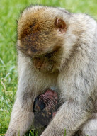 FEATURE - SN_BABIES_BORN_11