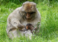 FEATURE - SN_BABIES_BORN_12