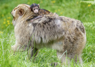 FEATURE - SN_BABIES_BORN_17