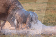 FEATURE - Diese Elefanten werden beim Kratzen an schwer zugänglichen Stellen gesehen