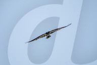 Osprey And Other Wildlife At The Oxbow Nature Conservancy