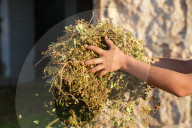 Harvesting The Mahaleb Season In Jabal Al-Zawiya, Idlib Countryside